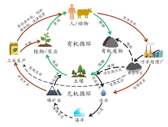 用磁鐵就能吸出污水廠污泥中的磷？